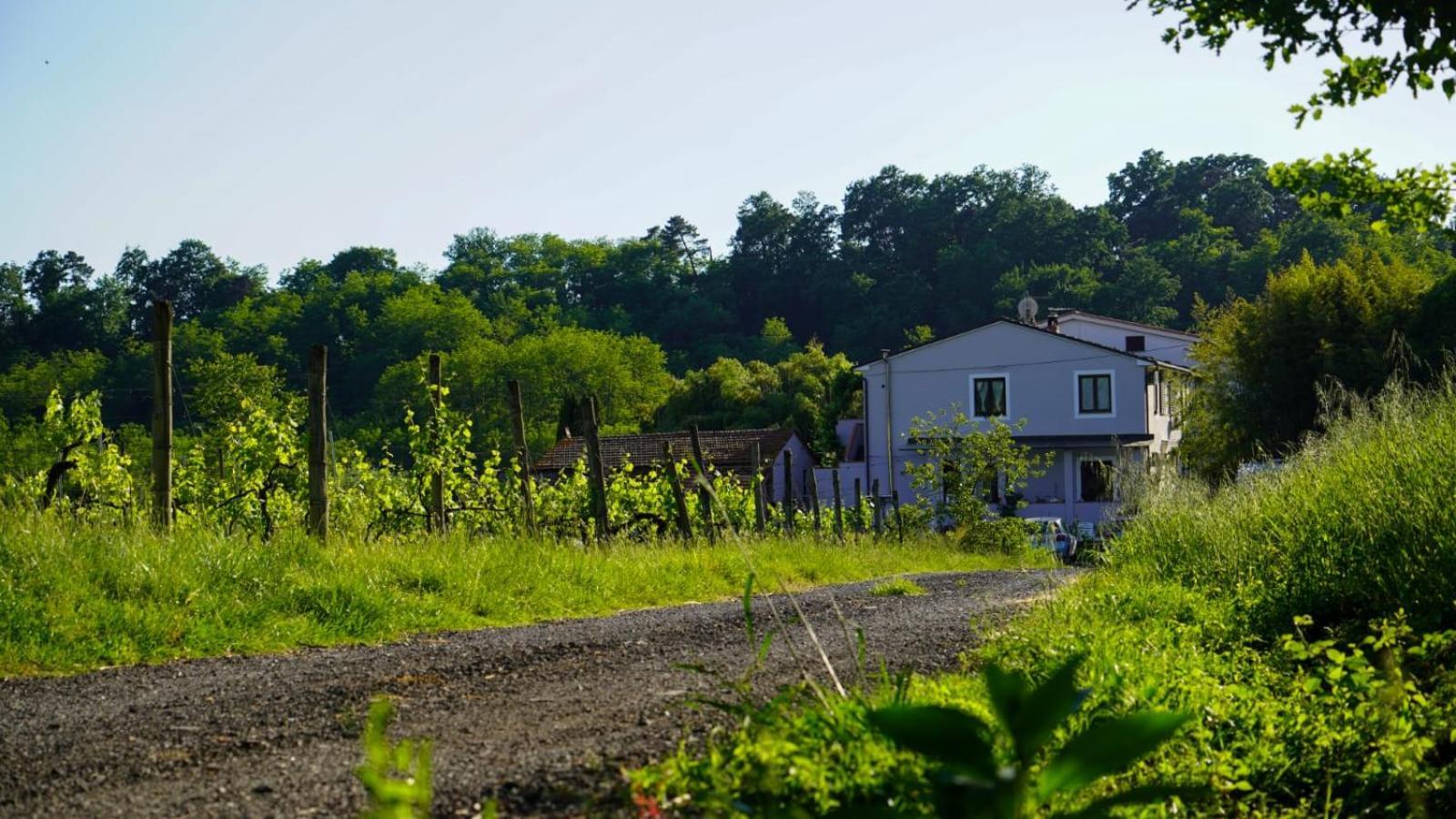 Wine House Bed & Breakfast Capannori Eksteriør bilde